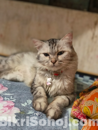 পার্সিয়ান বিড়াল (Fmale)